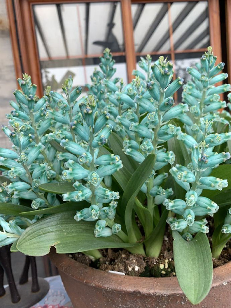 Lachenalia Viridiflora