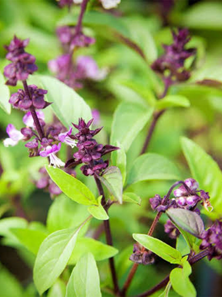 Licorice Basil