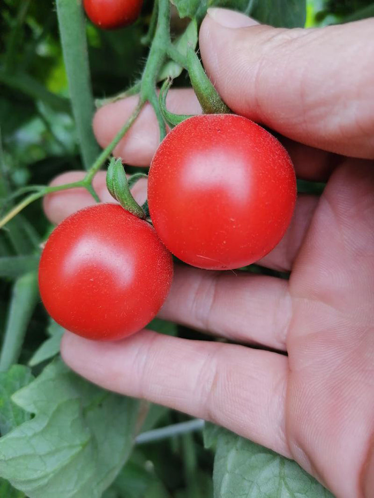 'Sweet Ruby Gem' Cherry Tomato