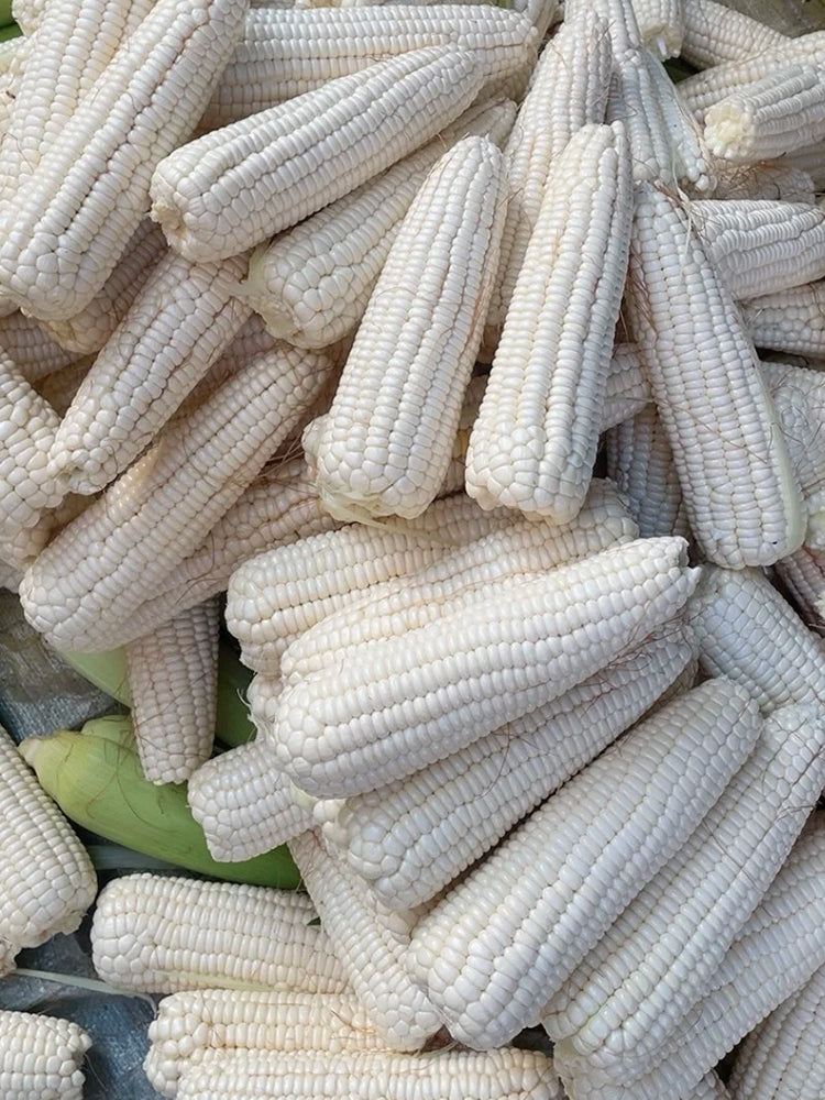 Jingkenuo 2000E Corn