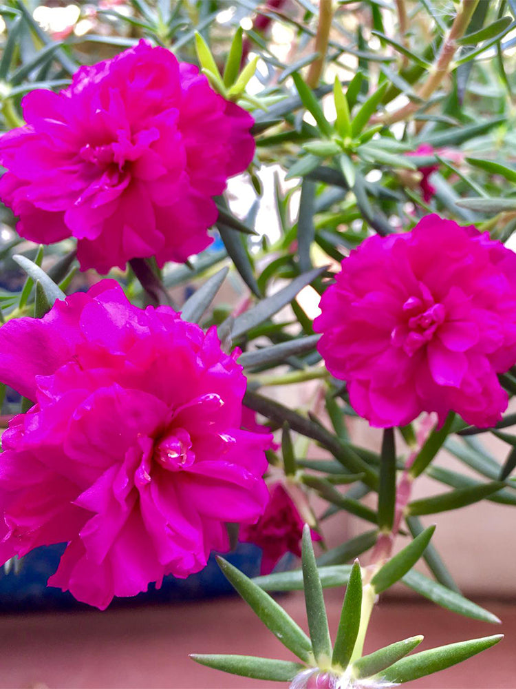 Hezhichun Rose-red Portulaca