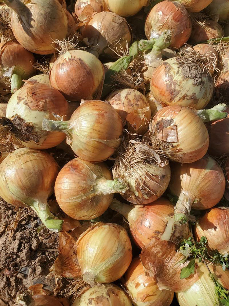 Imperial Topaz' Yellow Onion (Allium cepa L.)