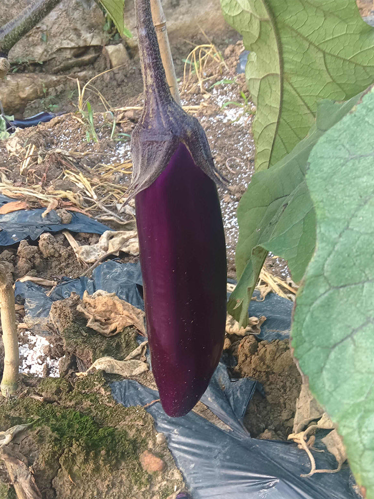 Chongqing Early No.1 Purple-Red Eggplant