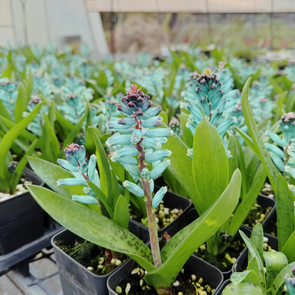 U2220 Turquoise Lachenalia Bulbs