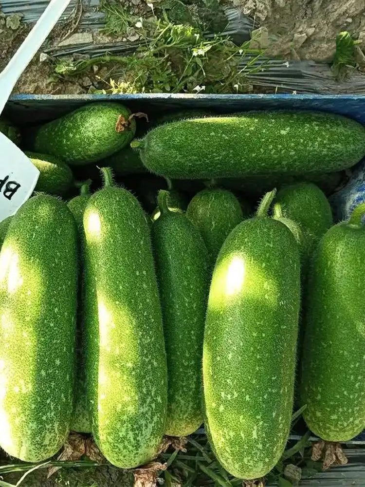 Baoli F1 Hybrid Hairy Gourd