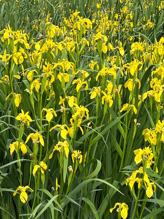 Yellow Flag Iris