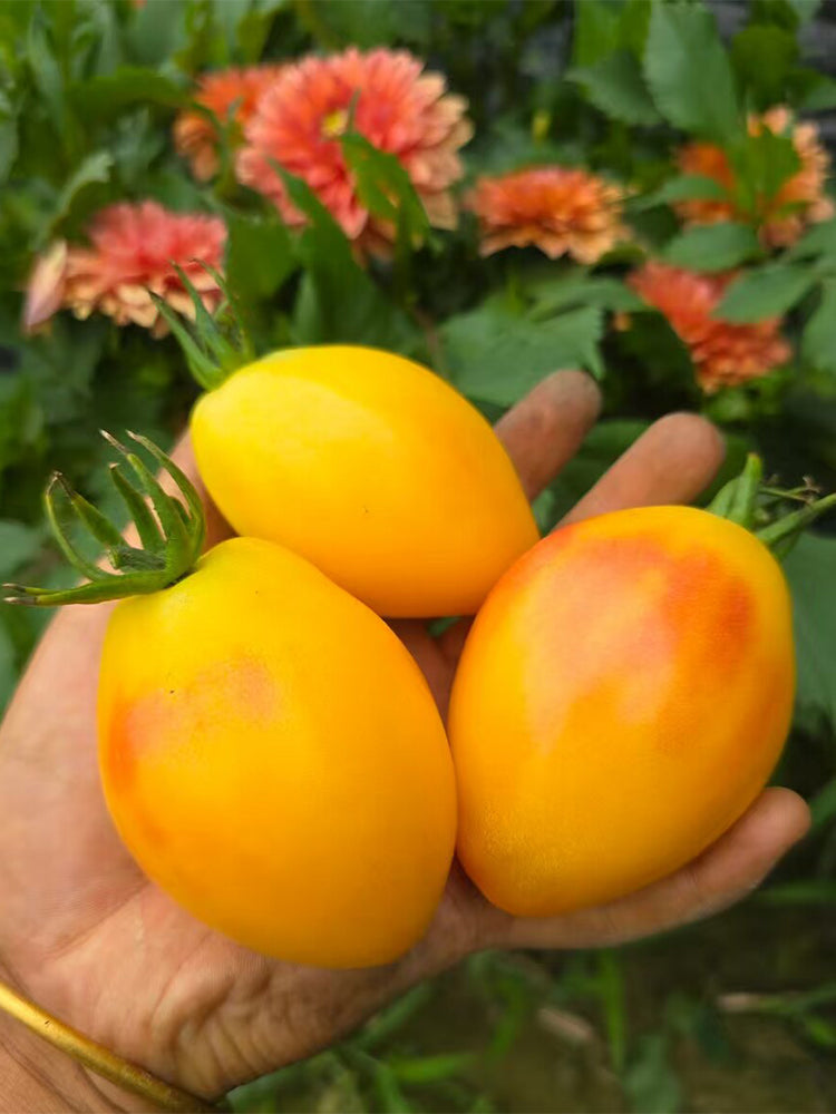 906 Starlight Tomato