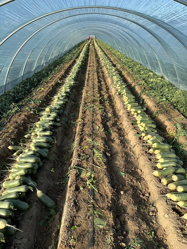 'SanNong Feicui' Fruit Radish