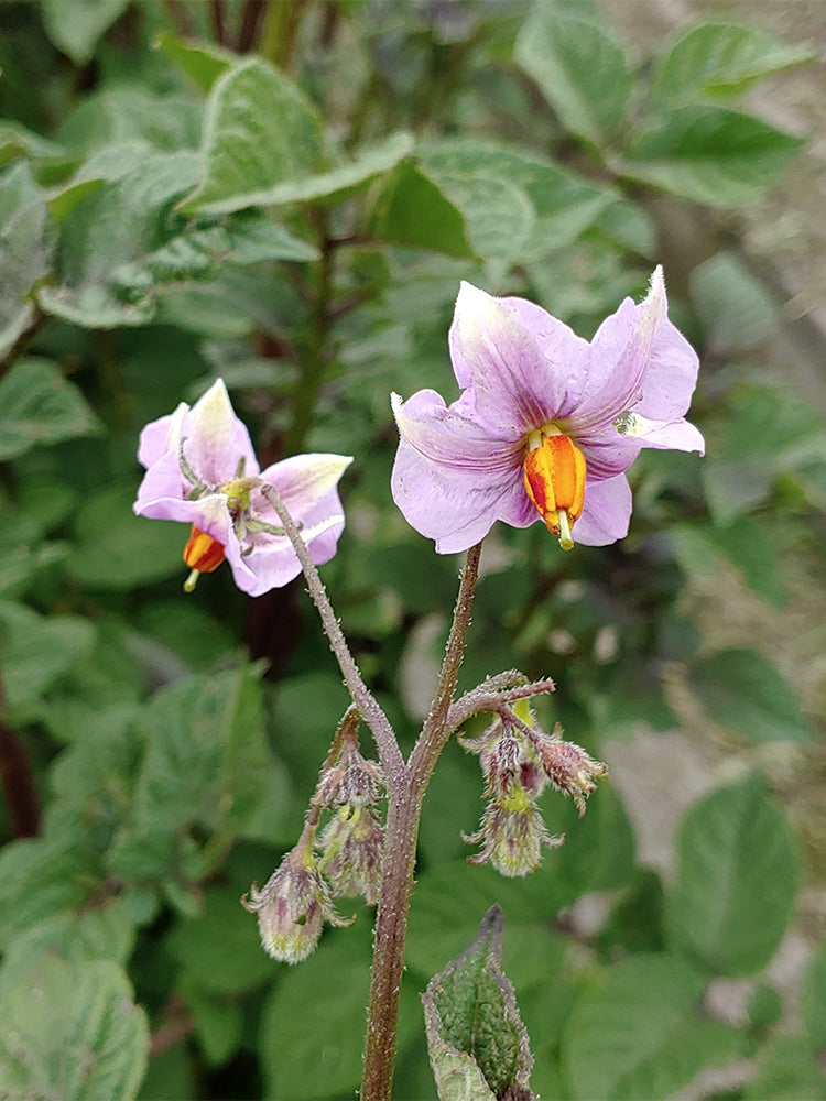 True Potato Seeds (TPS), Lookin' Waqy