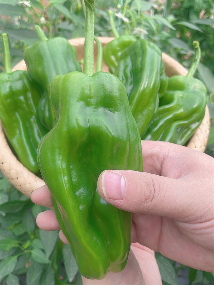 'Zhongjiao Bopila No.1' Pepper