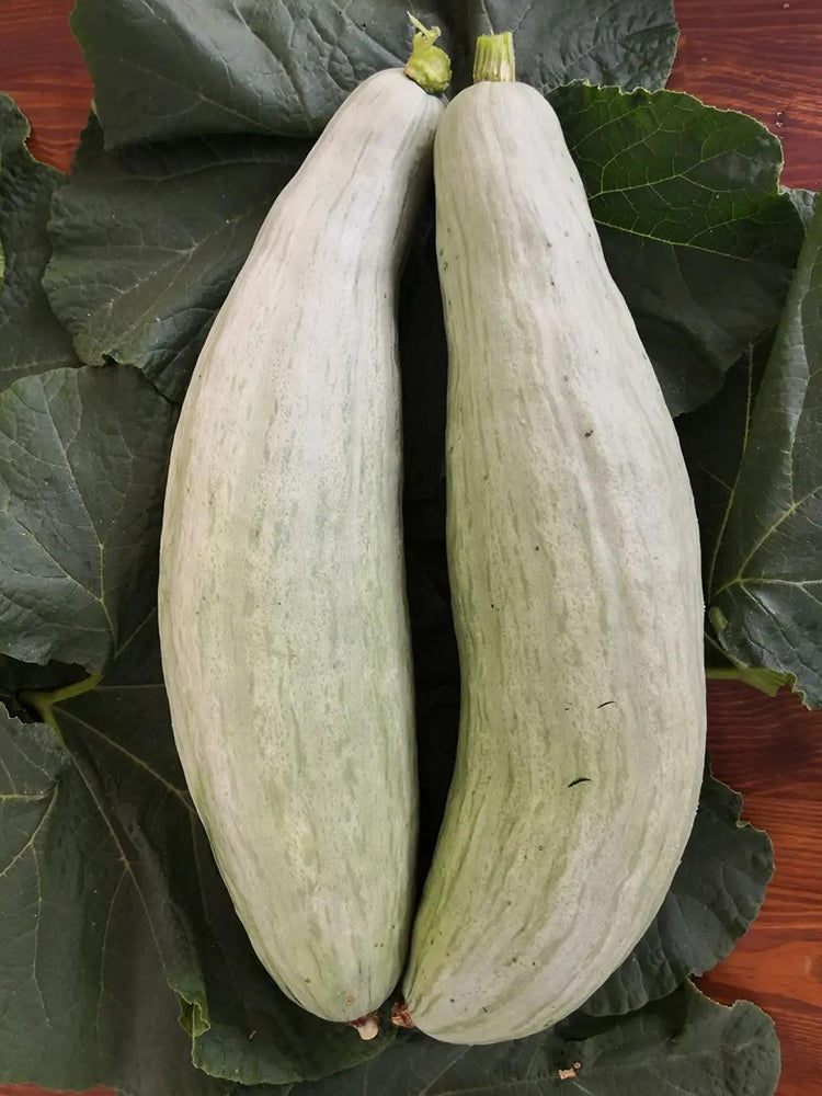 Aristocrat Pumpkin