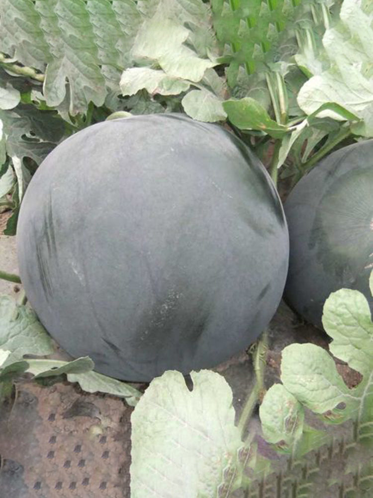 'Obsidian Sweet' Seedless Watermelon