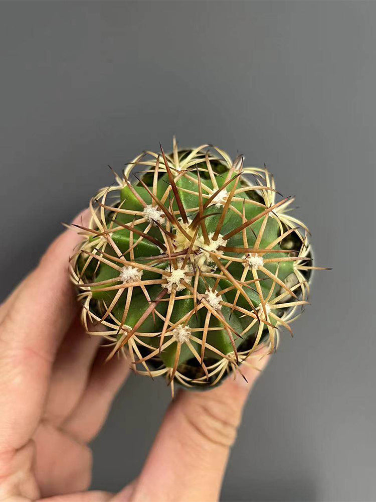 Melocactus azureus