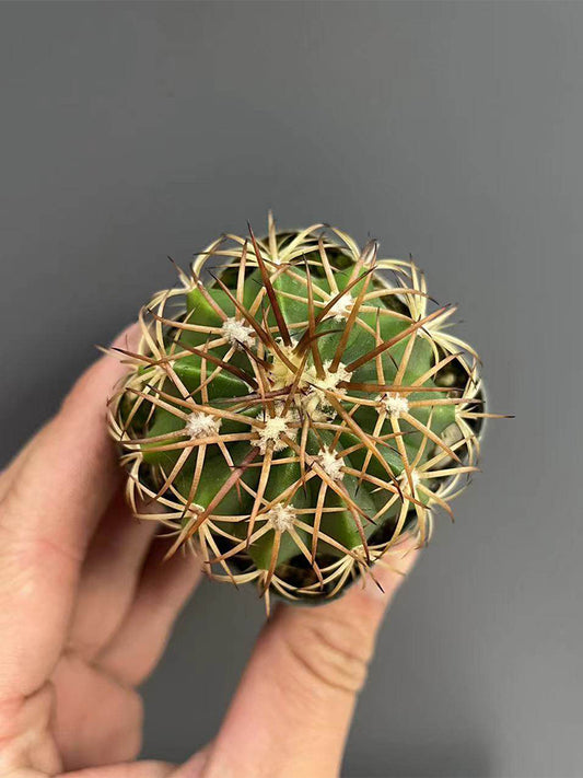 Melocactus azureus