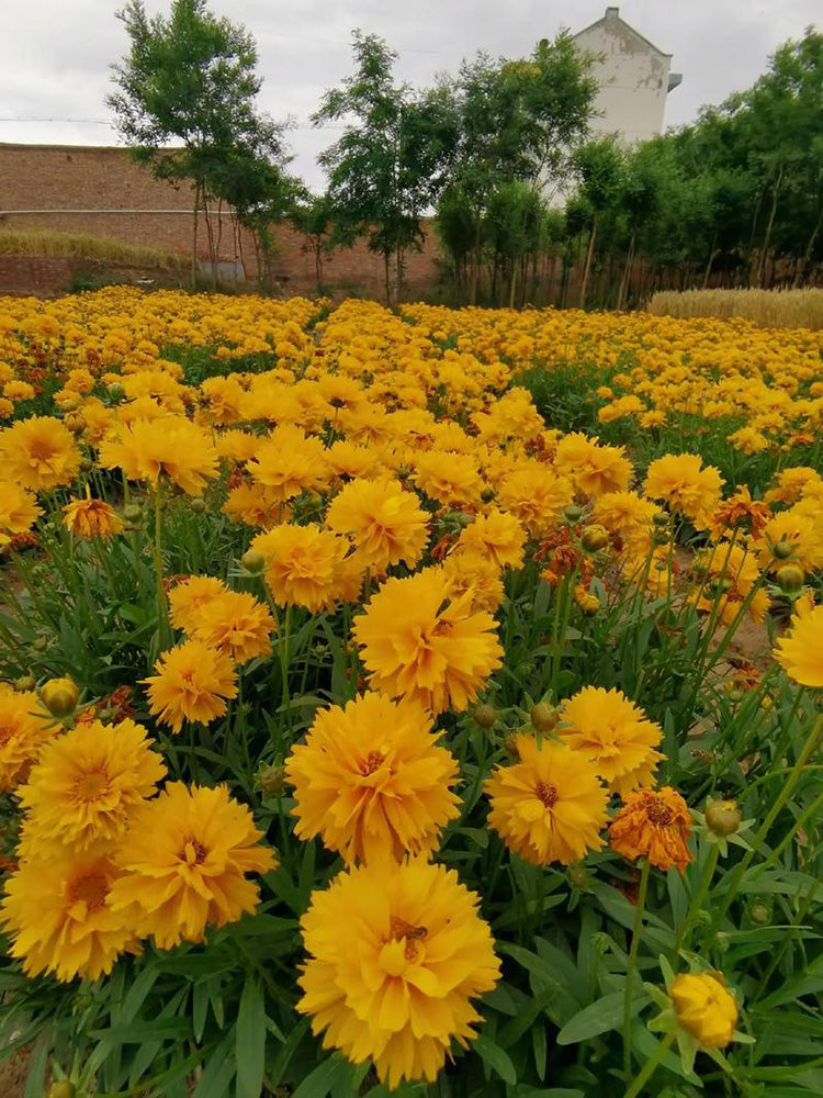 Large-Flowered Tickseed