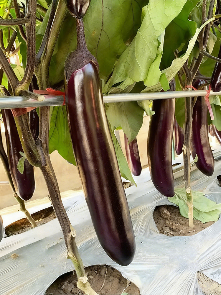 Spring-Autumn Long Eggplant