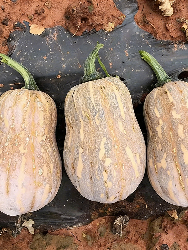 Honey Aroma Mini Pumpkin