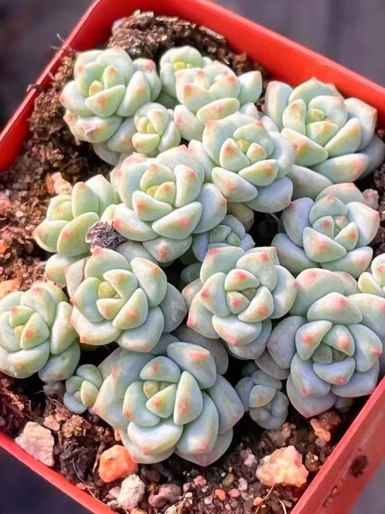 Echeveria Caramel Spirit