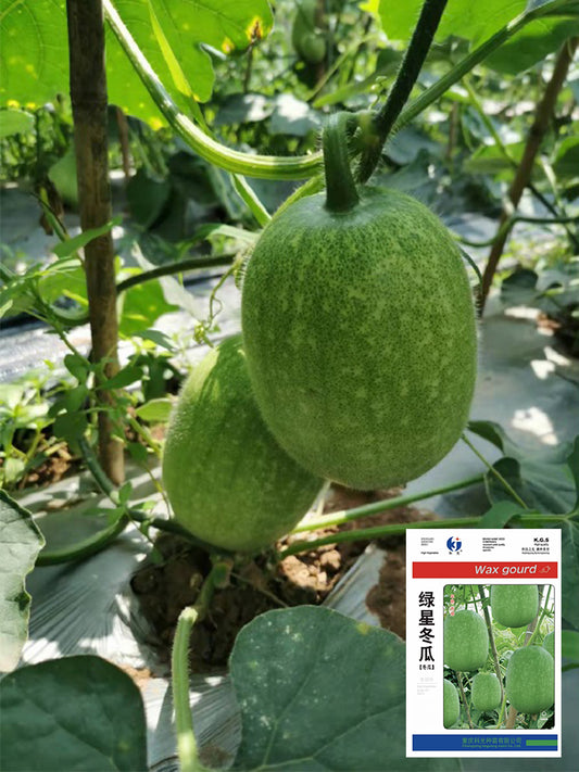 Green Star Wax Gourd