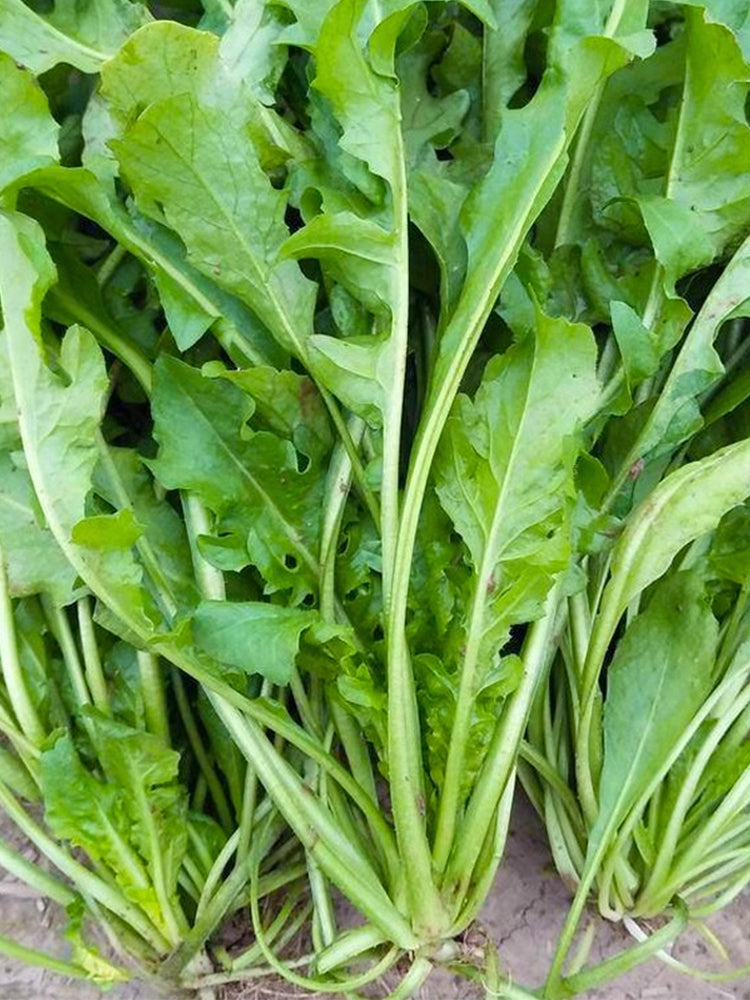 Broad-leaved Shepherd's Purse