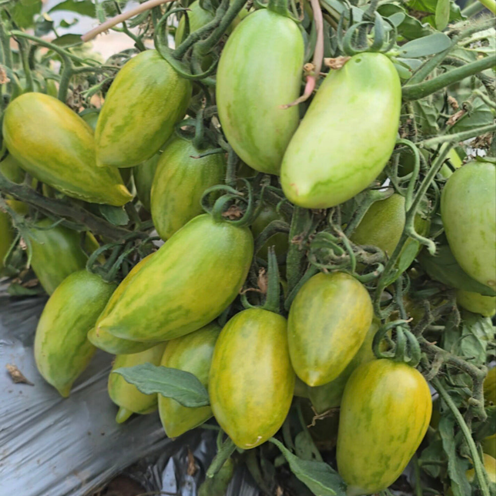 755 Emerald Jewel Tomato