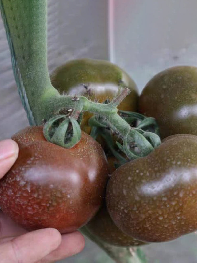 'Big Black Beauty' Tomato