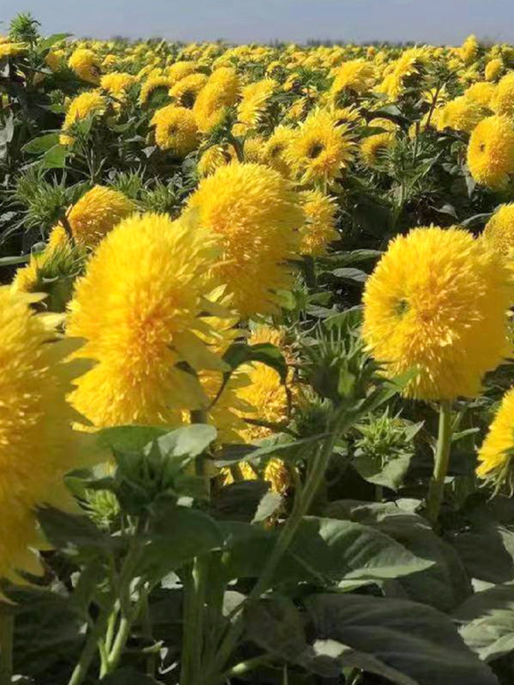 'Winnie Bear' Ornamental Sunflower