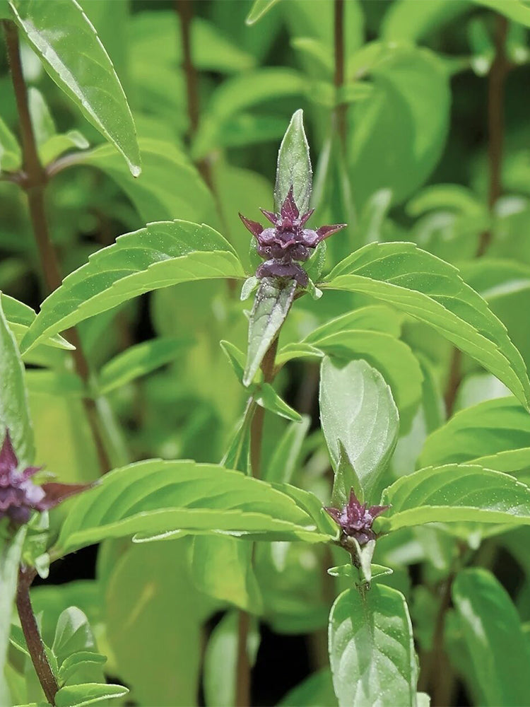 Licorice Basil