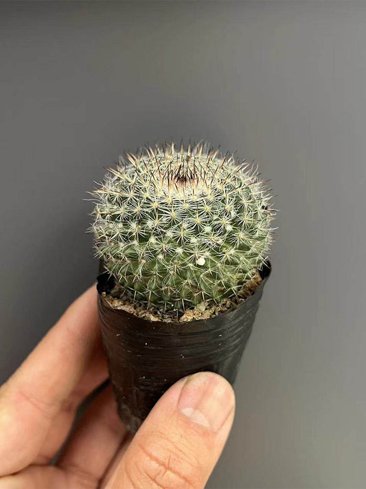 Mammillaria hahniana