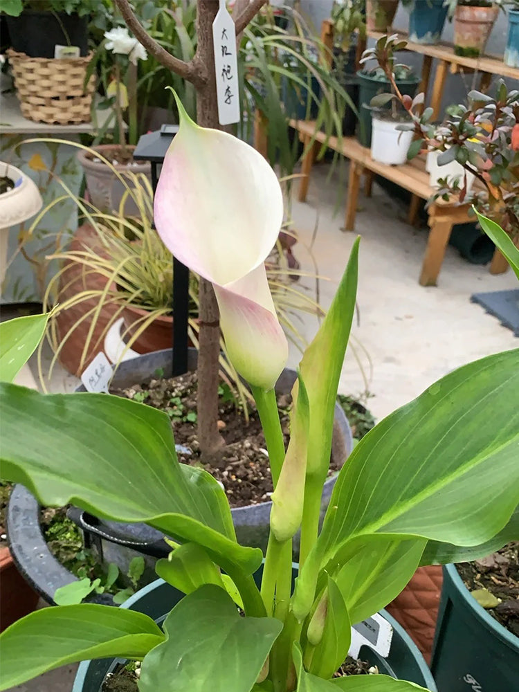 'Sweet Art' Calla Lily