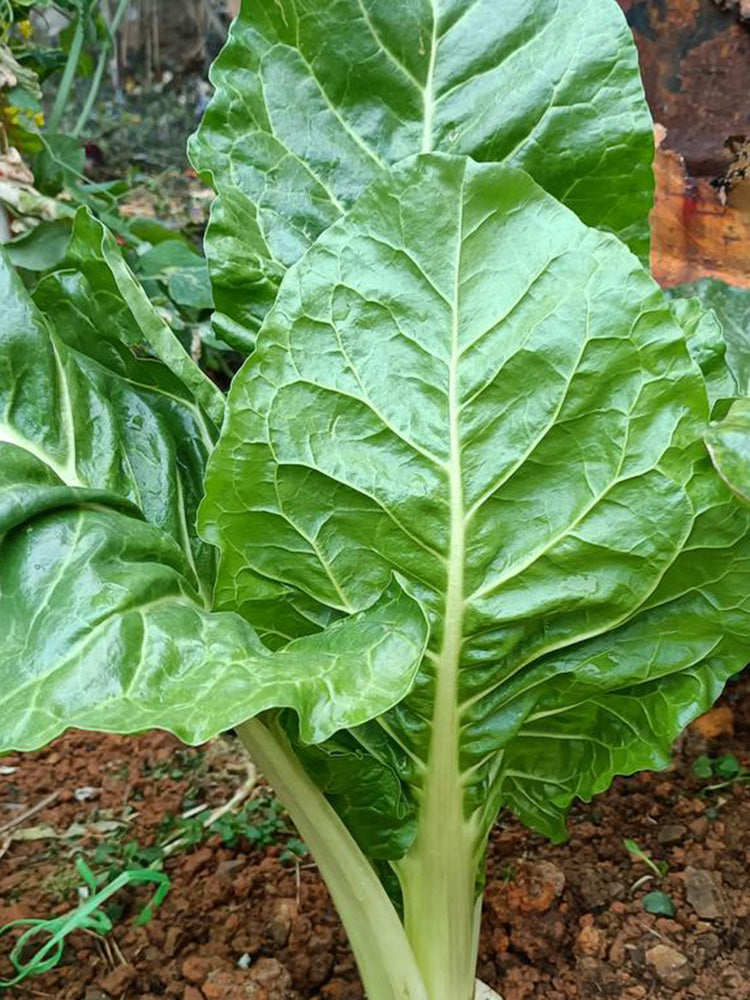 White-stemmed Leaf Beet