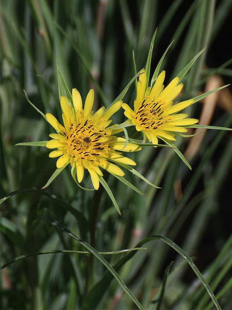 Giant Dandelion (Tragopogon orientalis)