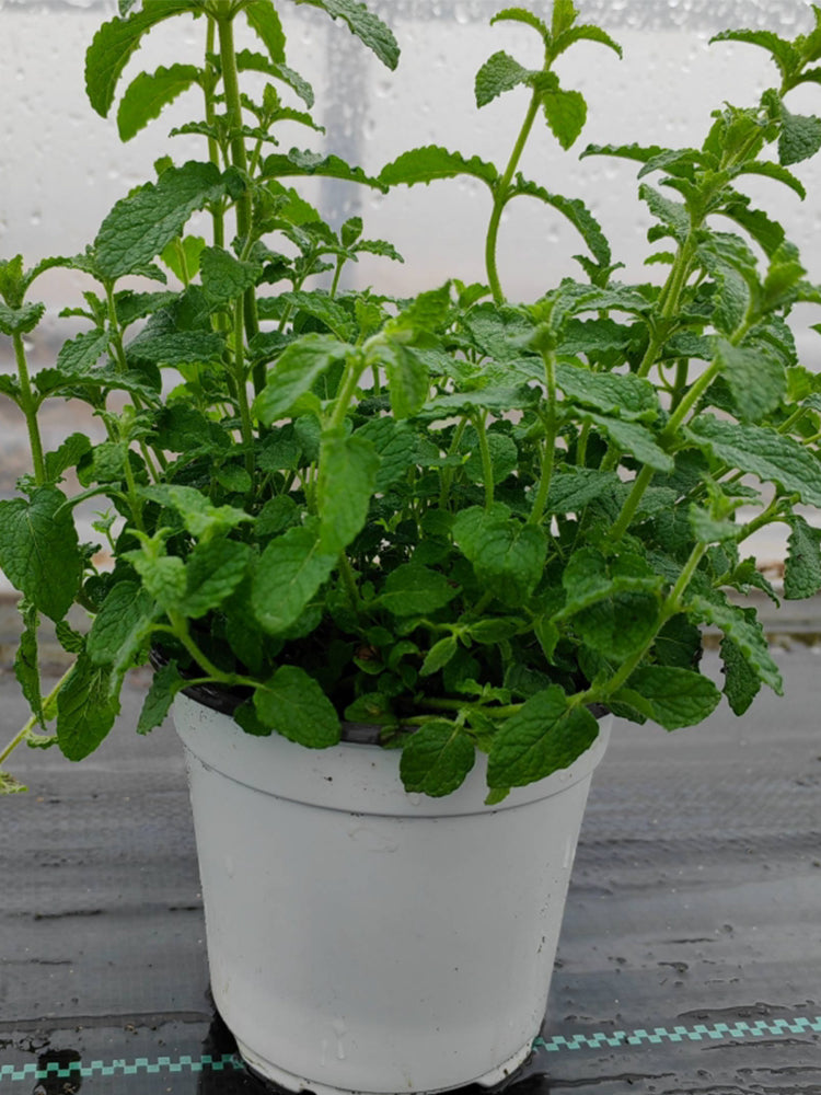 Strawberry Mint