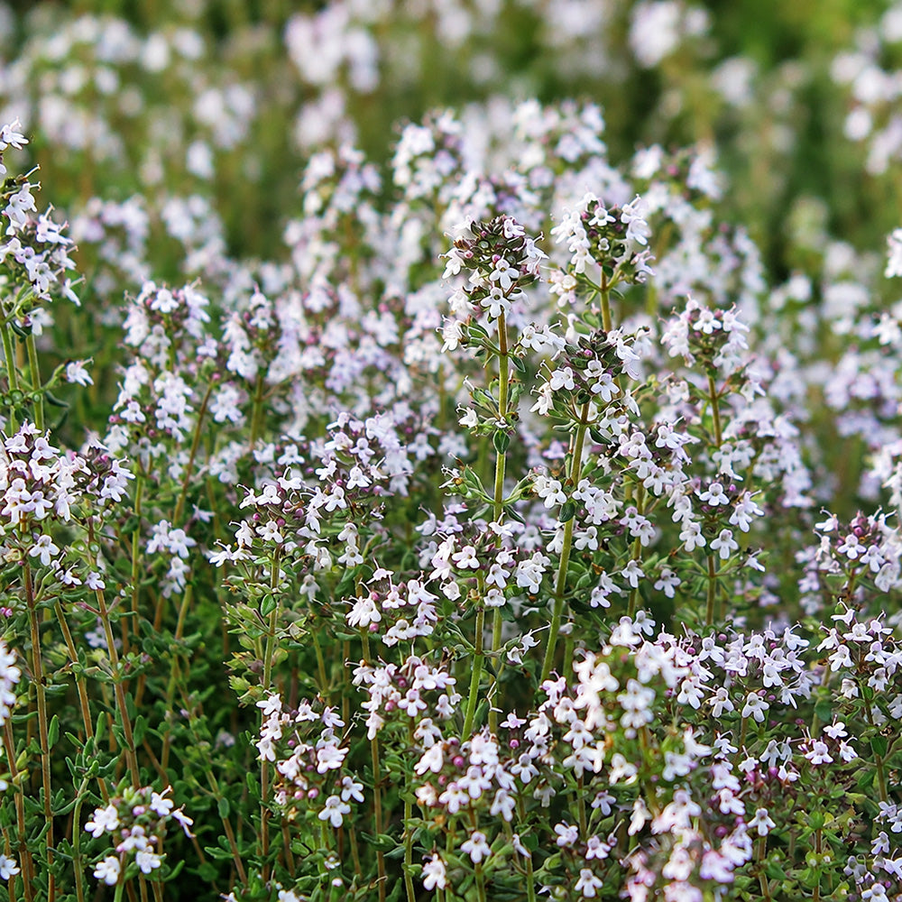 W1356 French Thyme