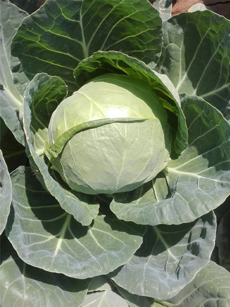 Xingyou Zhonggan 11 Cabbage