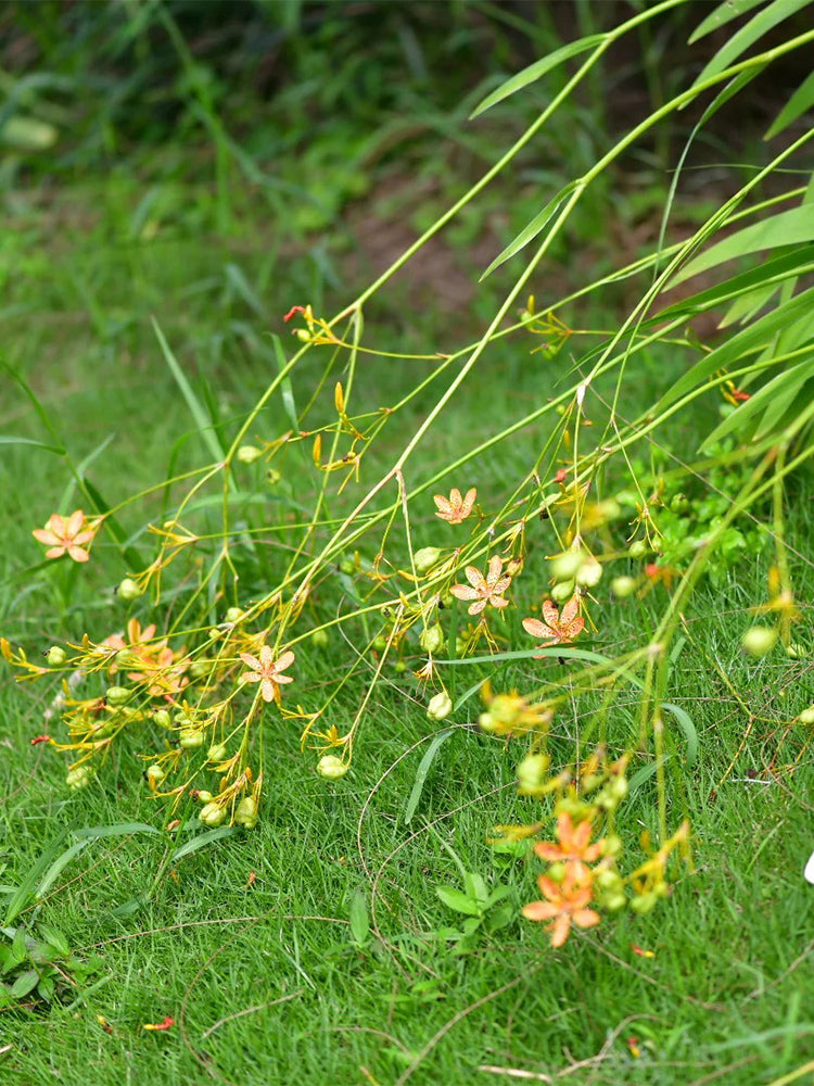 Blackberry Lily