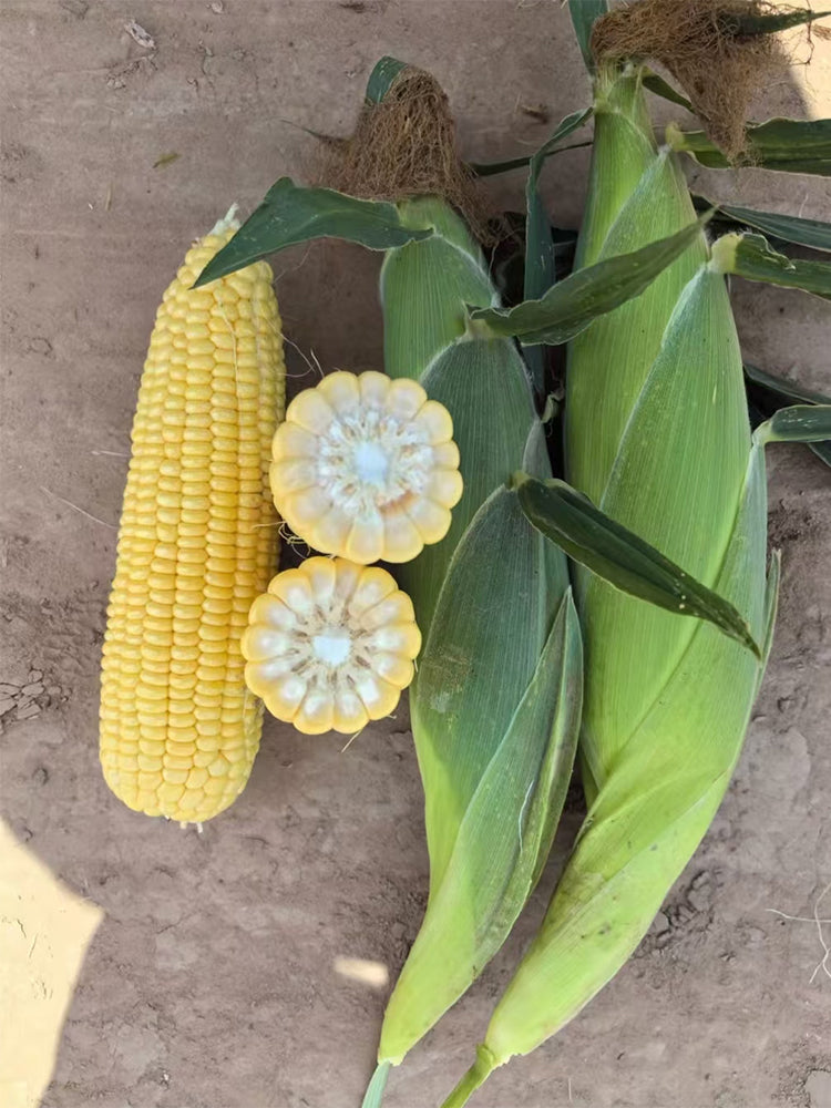 Zhongnong Tian No.488 Super Sweet Fruit Corn