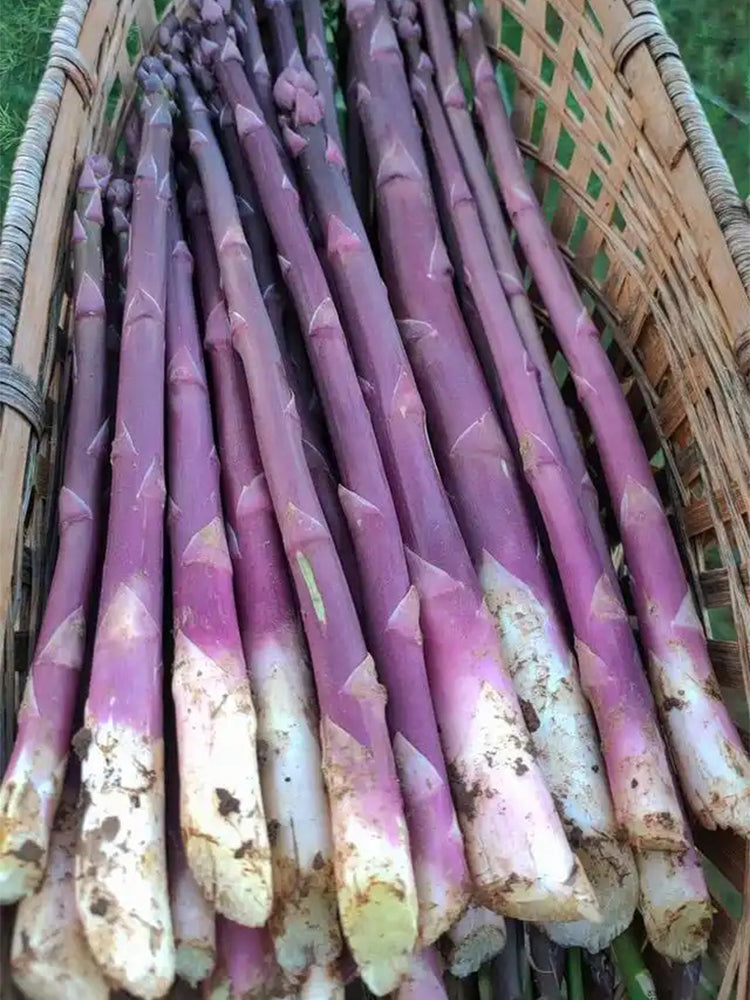 Purple Asparagus (Asparagus officinalis)