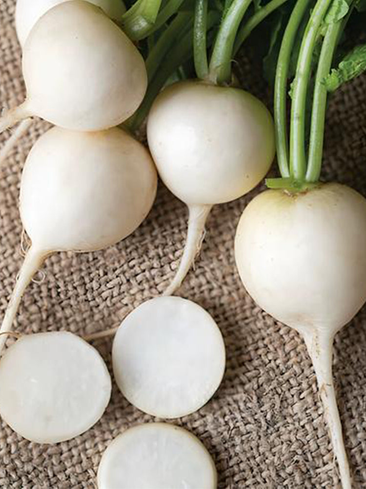White Cherry Radish Hybrid