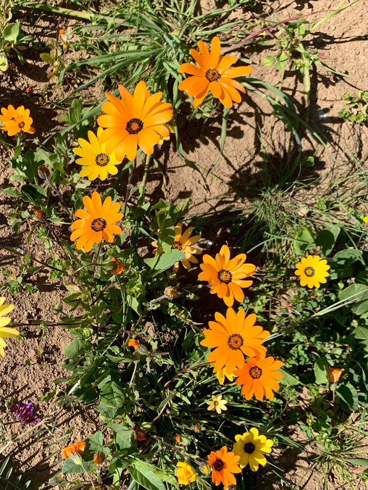 Mixed Colors Namaqualand Daisy