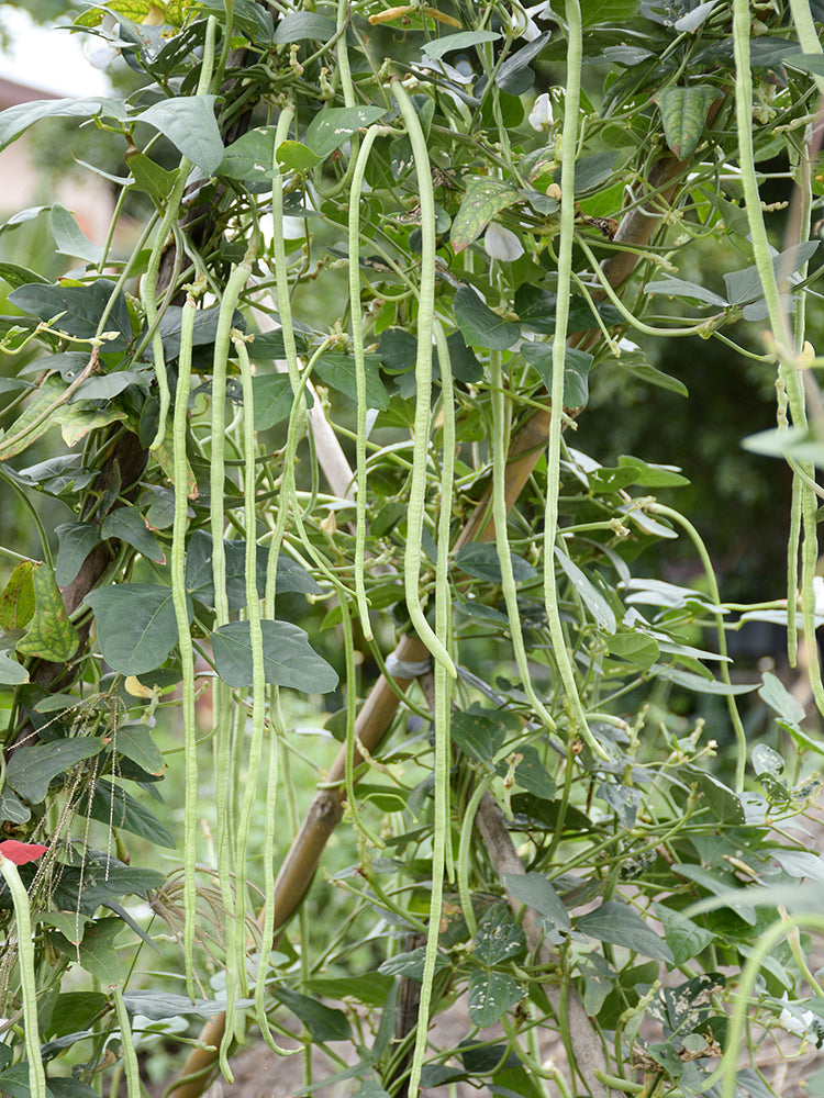 Shengcui No.2 Cowpea