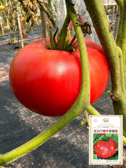 Red Brandywine Beefsteak Tomato