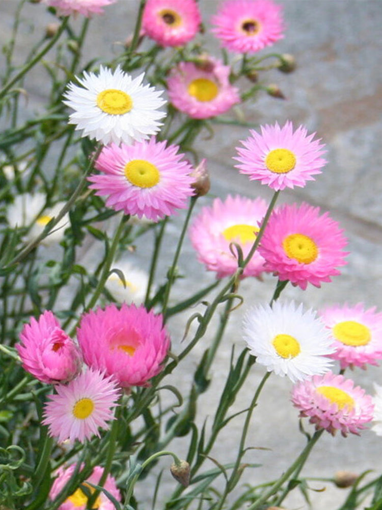 Hezhichun Helipterum