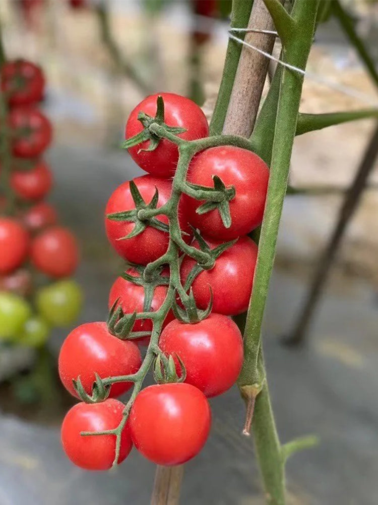 Pink Beibei Cherry Tomatoes