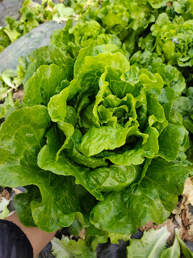 'Lvmei' Italian Lettuce