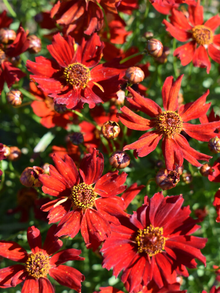 Red Plains Coreopsis
