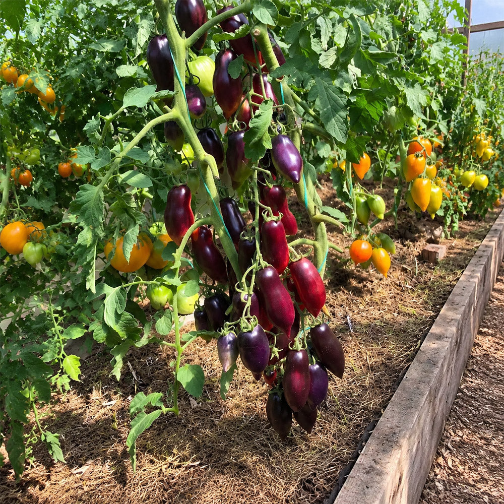 170 Cream Gourmet Tomato