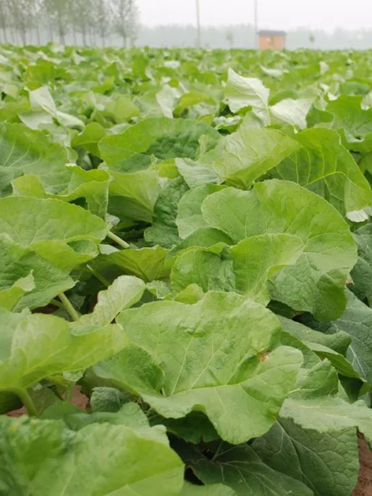 Burdock