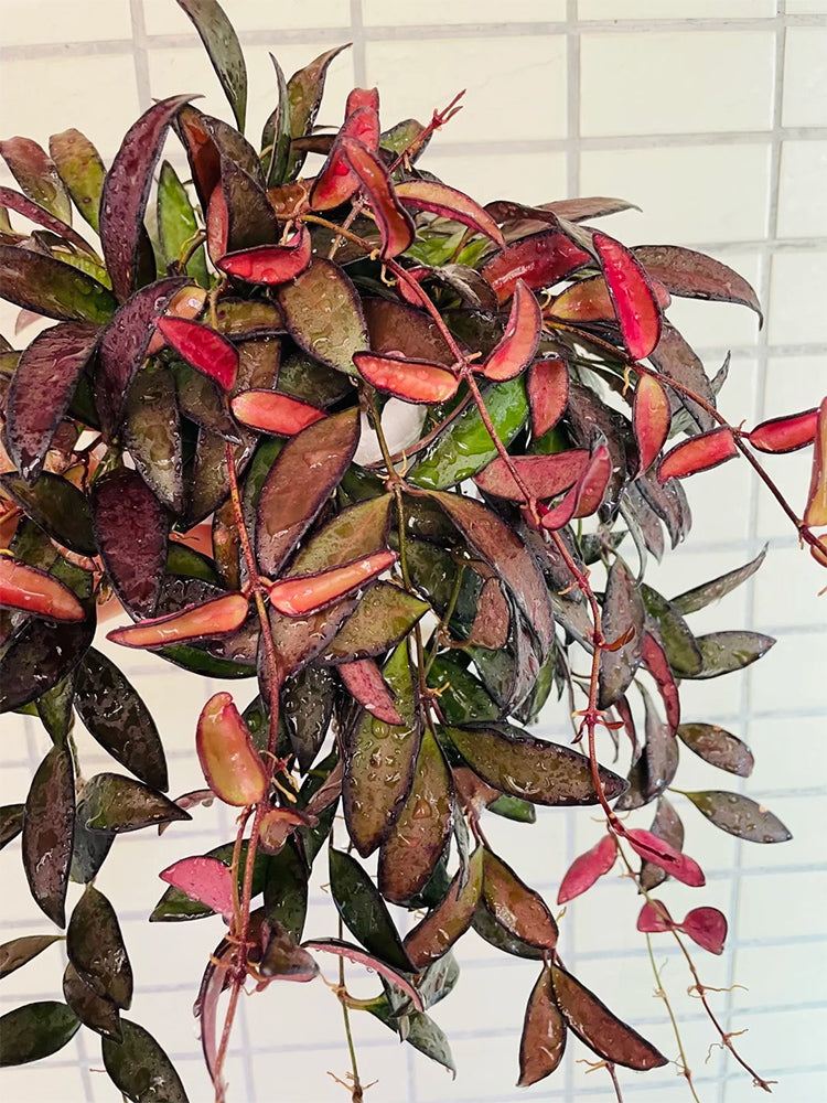 Hoya rosita Unrooted Stem Cuttings