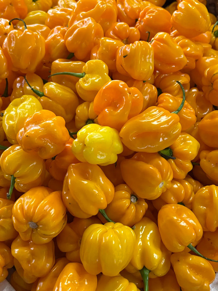 Hainan Yellow Lantern Pepper